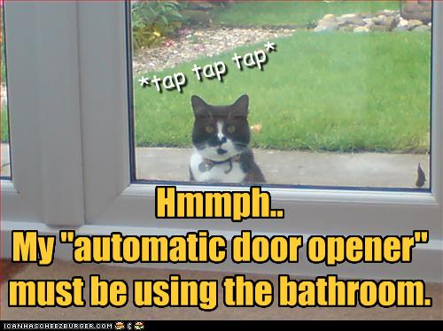 funny-pictures-cat-automatic-door-opener.jpg