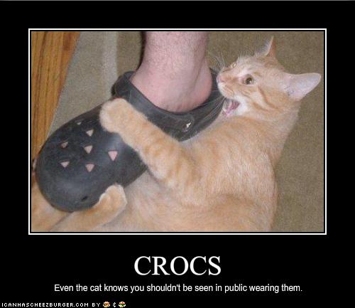 funny-pictures-cat-hates-your-shoes.jpg